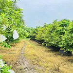 Bán vườn mai gần 2 hecta Tân Triều Đồng Nai 24 tỷ - Ảnh thu nhỏ 2