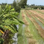 Bán đất vườn 2 mặt tiền 8.894m2 Thủ Thừa Long An - Ảnh thu nhỏ 3