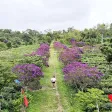 Đất gần Măng Đen 2 mặt tiền sổ 400m2 thổ cư giá tốt - Ảnh thu nhỏ 15