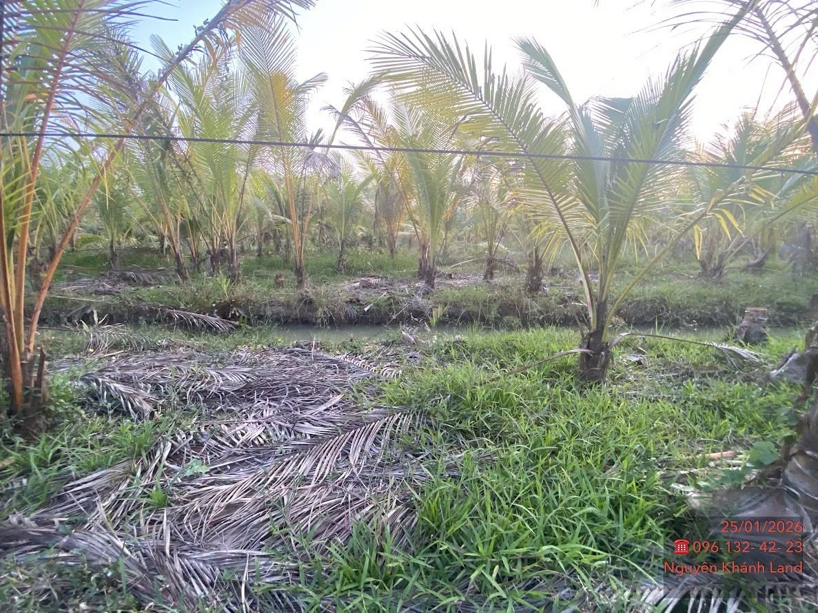 Bán 6,5 công đất Phong Nẫm, Giồng Trôm - Ảnh 1