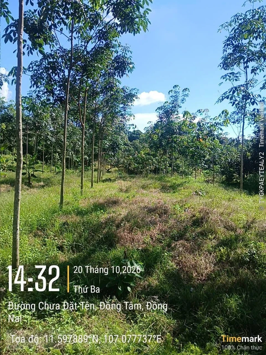 Bán 1.6 ha cao su tại Đồng Phú, Bình Phước, giá 1 tỷ 6 - Ảnh thu nhỏ 3