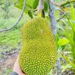 Bán đất trang trại 5500m2 Đông Thái gần chợ trường học - Ảnh thu nhỏ 4