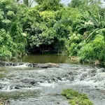 Bán đất trồng sầu riêng gần 1 ha Quảng Phú CưM'gar Đắk Lắk - Ảnh thu nhỏ 1