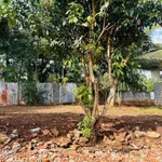 Bán đất hẻm 106 Nguyễn Du Buôn Ma Thuột 1.070m² giá 4,6 tỷ - Ảnh thu nhỏ 2