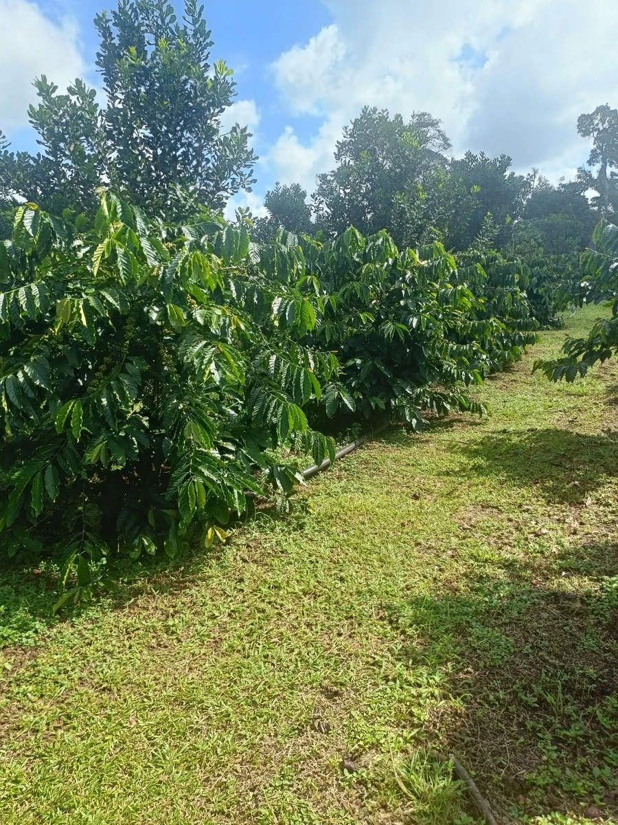 Bán đất nông nghiệp 2 ha, Đắk Nông, 1 tỷ 700 triệu - Ảnh 1