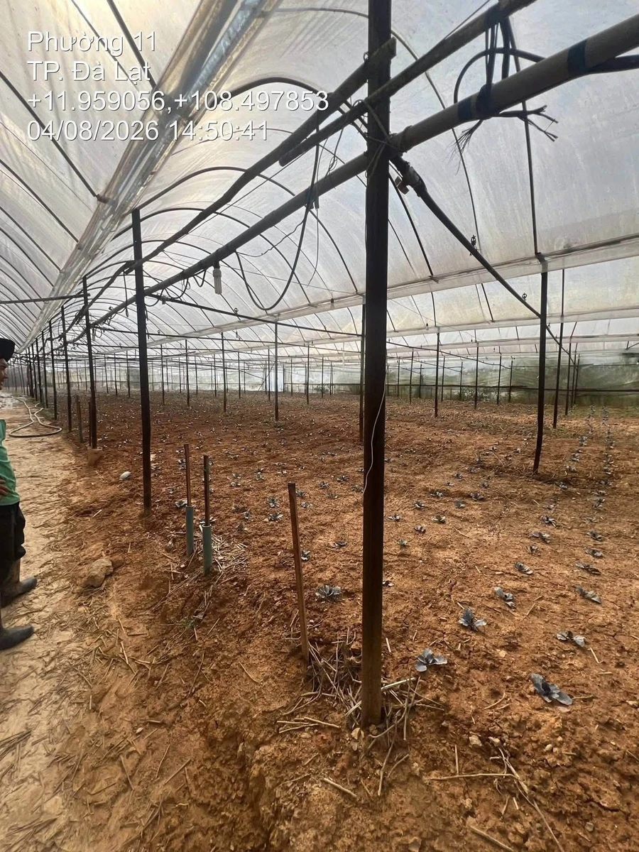 Bán 5.650m² đất trại mát Đà Lạt, 6 tỷ 100, mặt tiền 180m - Ảnh thu nhỏ 2