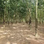Bán đất cao su 2.3 ha mặt tiền 100m Tân Lợi Đồng Nai - Ảnh thu nhỏ 1