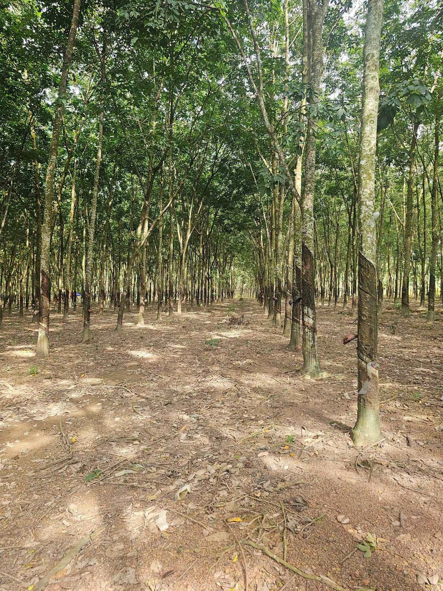 Bán đất cao su 2.3 ha mặt tiền 100m Tân Lợi Đồng Nai - Ảnh 1