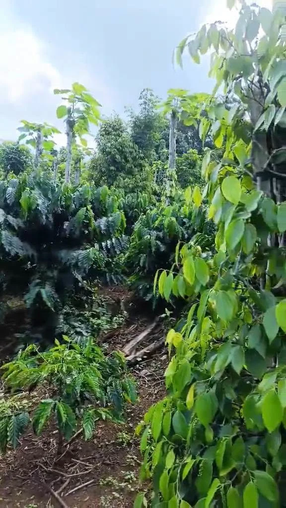 Bán 9 hecta đất vườn cà phê, tiêu tại Lâm Đồng - Ảnh thu nhỏ 4