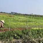 Hot! Bán đất ruộng đã lên líp trồng rau 2.000m2, có sổ, tưới tự động, Gò Công Đông, Tiền Giang - Ảnh thu nhỏ 3