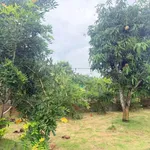 Nhà vườn cây ăn trái 3000m2, 300m2 thổ cư, gần QL 13 - Ảnh thu nhỏ 5
