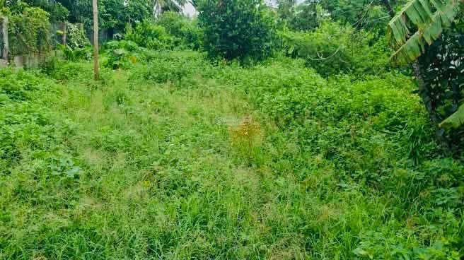 Bán đất vườn Đắc Lộc 3.800m² 470k/m² Cần Giờ - Ảnh thu nhỏ 2