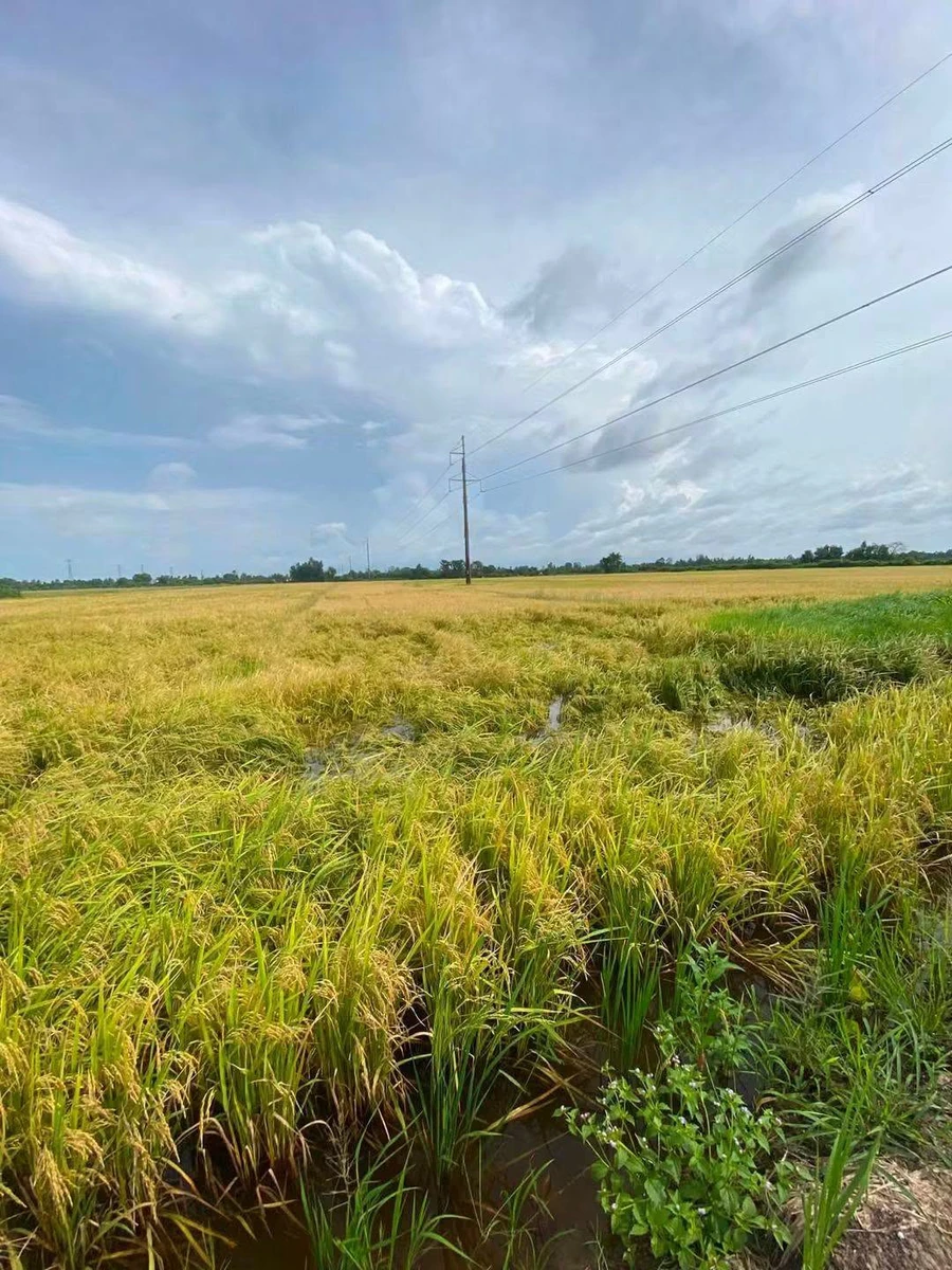 Bán 7 công ruộng Châu Thành, Kiên Giang, 48m mặt tiền - Ảnh thu nhỏ 3