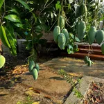 Nhà vườn lớn Sáu Bình gần biển - Ảnh thu nhỏ 8