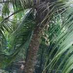 Bán vườn dừa xiêm 1,6 công tại Châu Hoà, Cần Giờ - Ảnh thu nhỏ 4