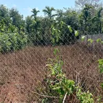 Bán đất 10x29m (290m²) 750 triệu Đắk Lắk - Ảnh thu nhỏ 5