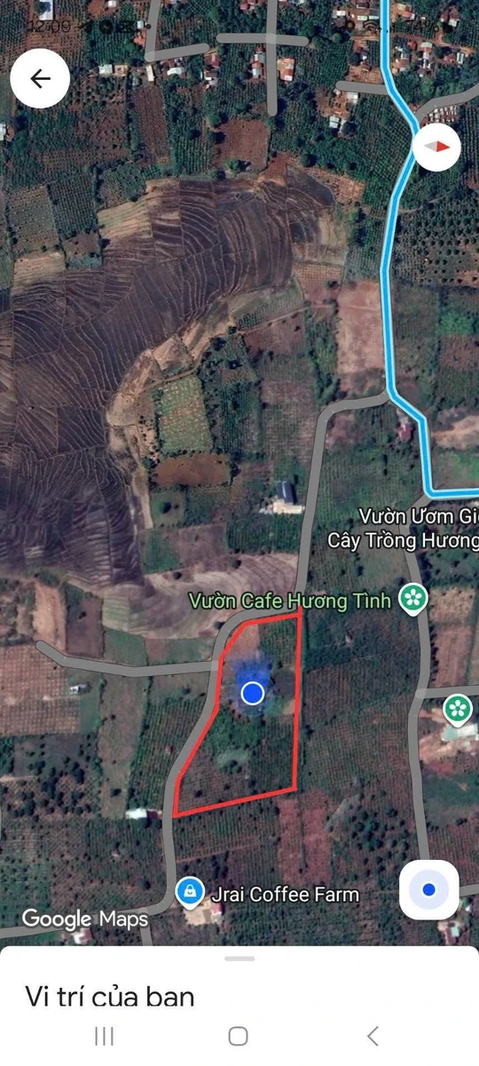 Bán đất nông nghiệp 1,5 hectare Gia Lai 4 tỷ - Ảnh thu nhỏ 2