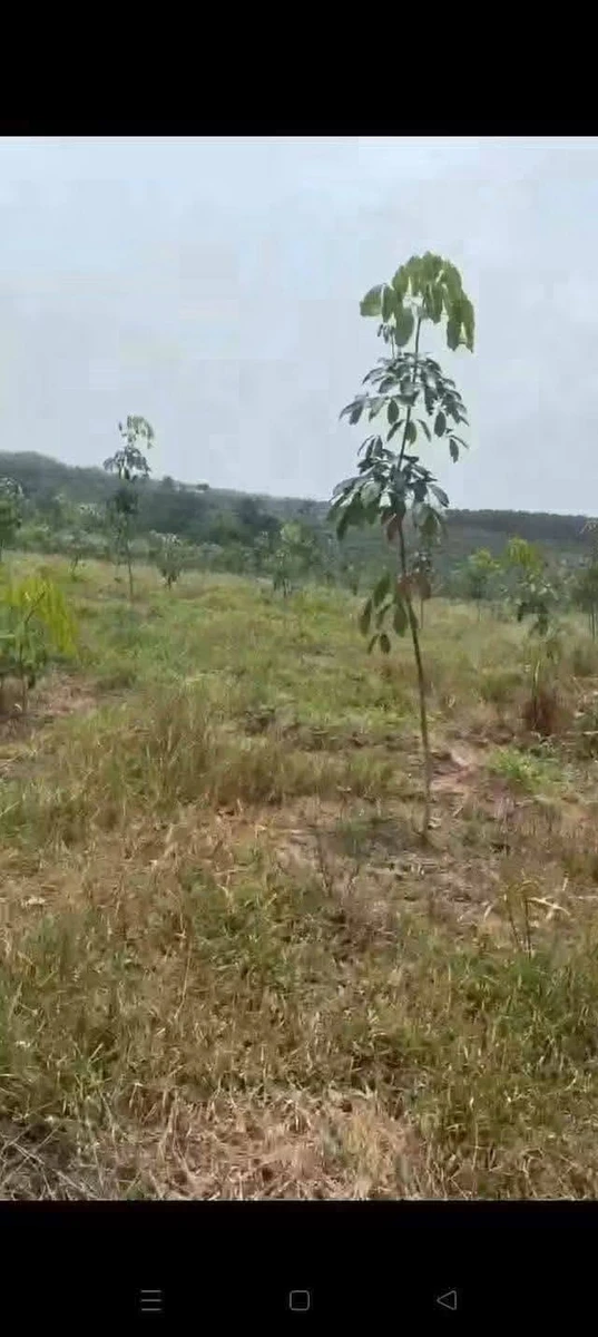 Bán đất An Phú, Hóc Môn, 200m², 1 tỷ 2 - Ảnh 1