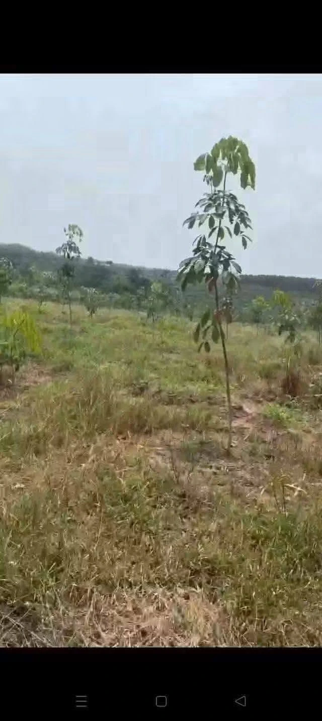 Bán đất An Phú, Hóc Môn, 200m², 1 tỷ 2 - Ảnh 1