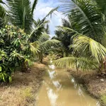 Bán vườn dừa tơ 7.500m² Sóc Trăng 299tr/1000m² - Ảnh thu nhỏ 4