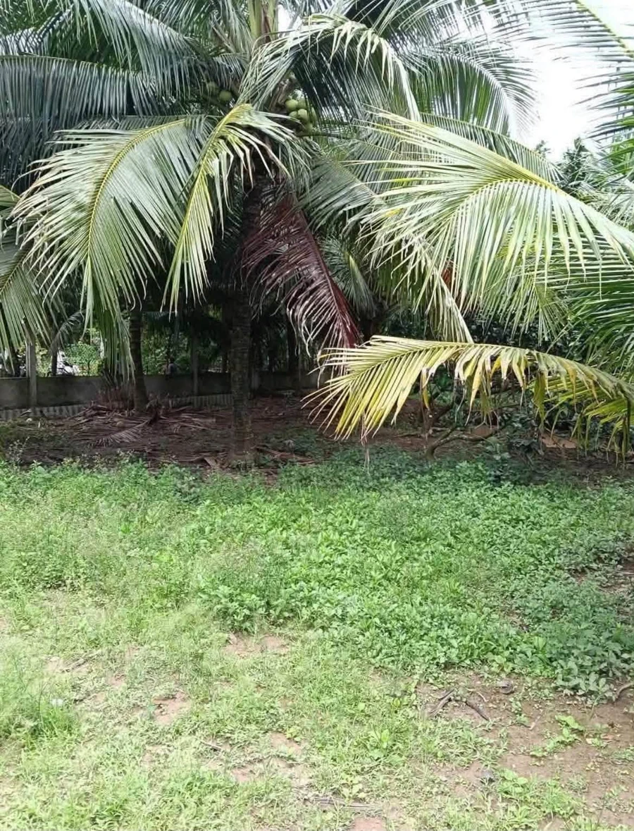 Bán đất vườn 1289m² Phú Tân, thổ cư, có nhà, 1,4 tỷ - Ảnh thu nhỏ 4