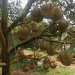 Bán rẫy sầu riêng 7,3 ha xã Quãng Sơn Đắk Nông, 15 tỷ - Ảnh thu nhỏ 3