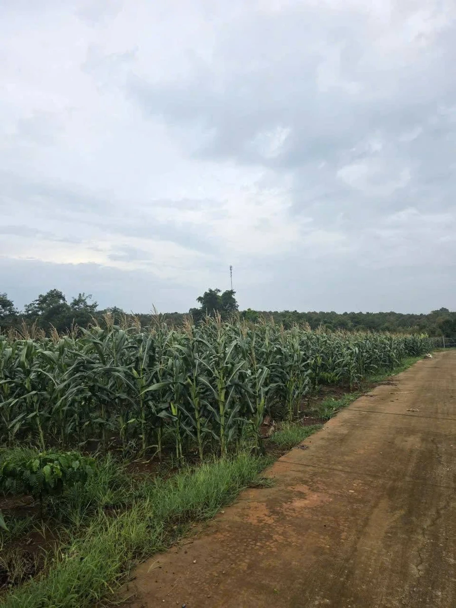 Bán đất trồng cây lâu năm 12.000 m² Cẩm Mỹ Đồng Nai - Ảnh thu nhỏ 2