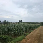Bán đất trồng cây lâu năm 12.000 m² Cẩm Mỹ Đồng Nai - Ảnh thu nhỏ 2