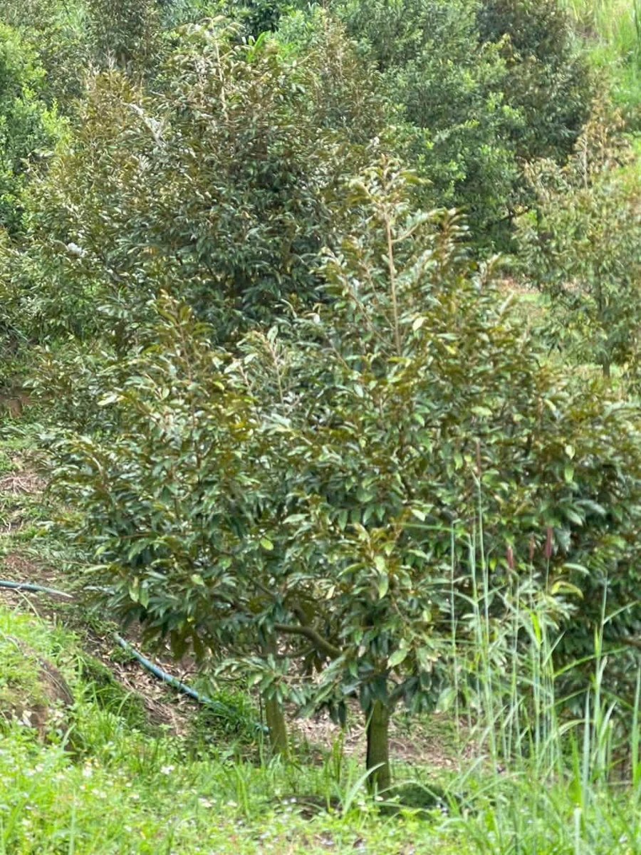 Bán đất Lâm Bô Phúc Thọ Lâm Đồng 1,6 ha sầu riêng - Ảnh thu nhỏ 3