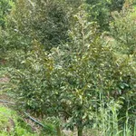 Bán đất Lâm Bô Phúc Thọ Lâm Đồng 1,6 ha sầu riêng - Ảnh thu nhỏ 3