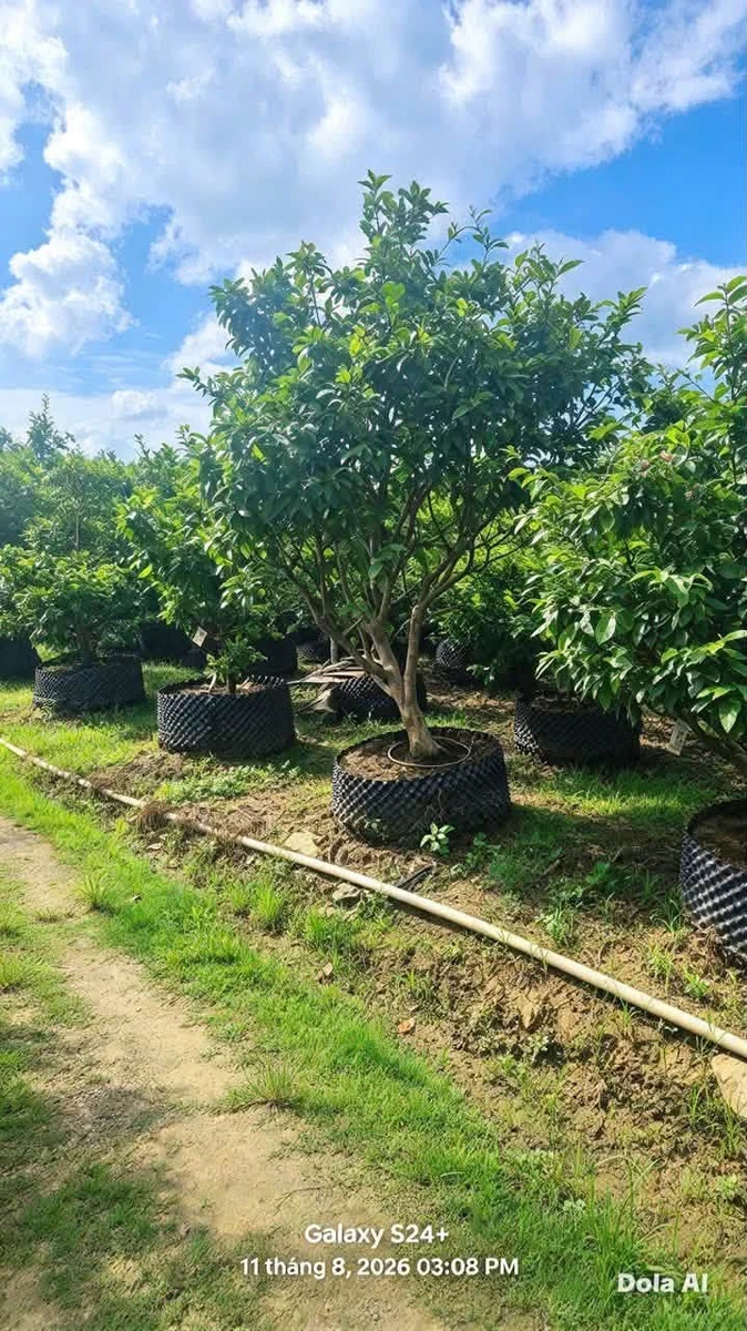 Bán vườn mai gần 2 hecta Tân Triều Đồng Nai 24 tỷ - Ảnh thu nhỏ 4