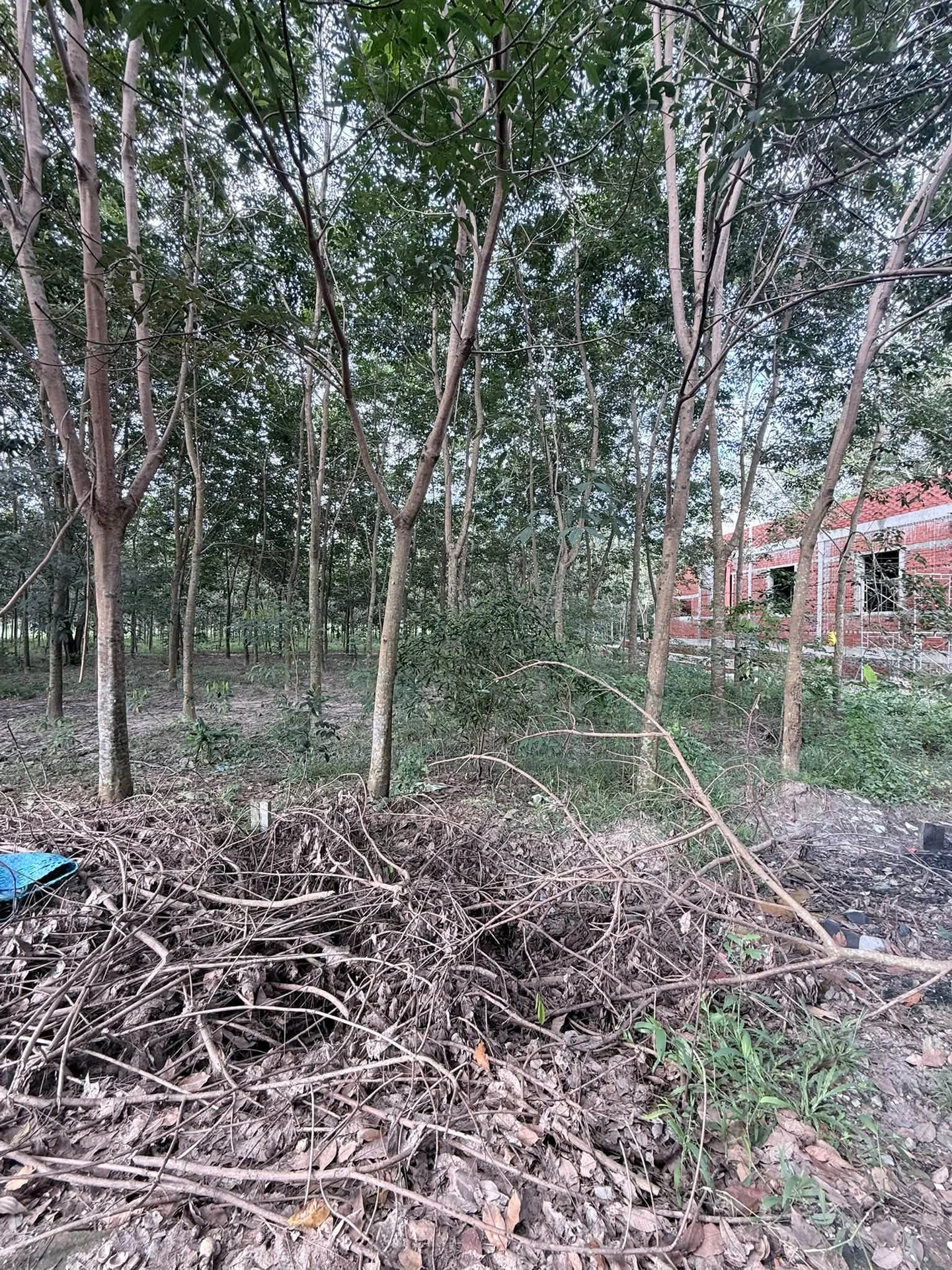 Bán đất Tân Bình 185m² giá 1 tỷ 5 - Ảnh 1