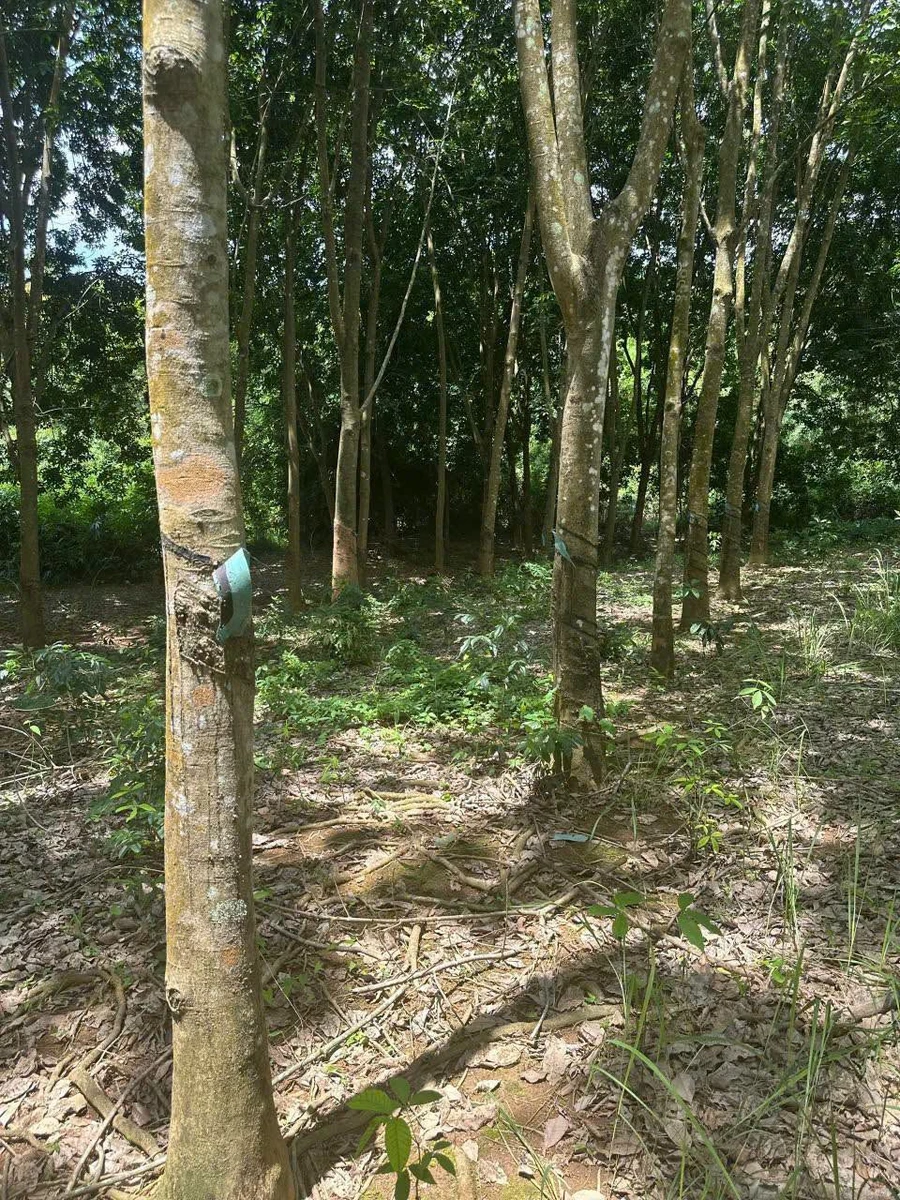 Bán đất cao su 1,8 ha tại Phú Riềng, Bình Phước, giá 2,1 tỷ - Ảnh 1