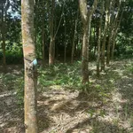 Bán đất cao su 1,8 ha tại Phú Riềng, Bình Phước, giá 2,1 tỷ - Ảnh thu nhỏ 1