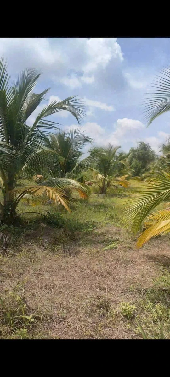 Bán 4800m2 đất vườn Tây Ninh 1 tỷ 850 triệu - Ảnh thu nhỏ 5