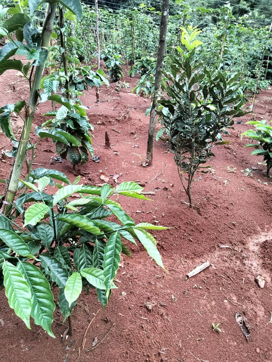 Bán đất 1ha 4 tại Quảng Tâm, Tuy Đức, Đắk Nông, 1 tỷ 400 triệu - Ảnh thu nhỏ 2