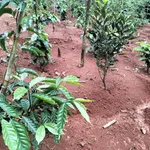 Bán đất 1ha 4 tại Quảng Tâm, Tuy Đức, Đắk Nông, 1 tỷ 400 triệu - Ảnh thu nhỏ 2