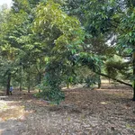 Bán đất vườn sầu riêng 4.000m² Tân Phú, Đồng Nai 3,2 tỷ - Ảnh thu nhỏ 3