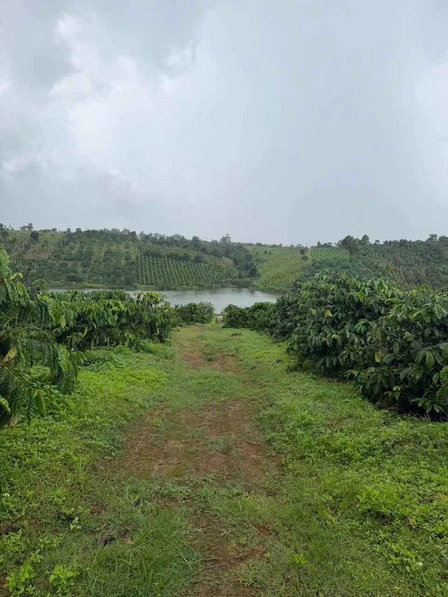 Bán vườn cà phê 2,1ha view hồ tự nhiên Đắk Nông - Ảnh thu nhỏ 2