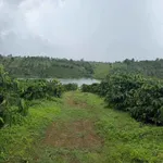 Bán vườn cà phê 2,1ha view hồ tự nhiên Đắk Nông - Ảnh thu nhỏ 2