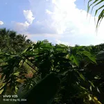 Bán đất vườn 2,4 công 80x40m Xã Quới Sơn - Ảnh thu nhỏ 3