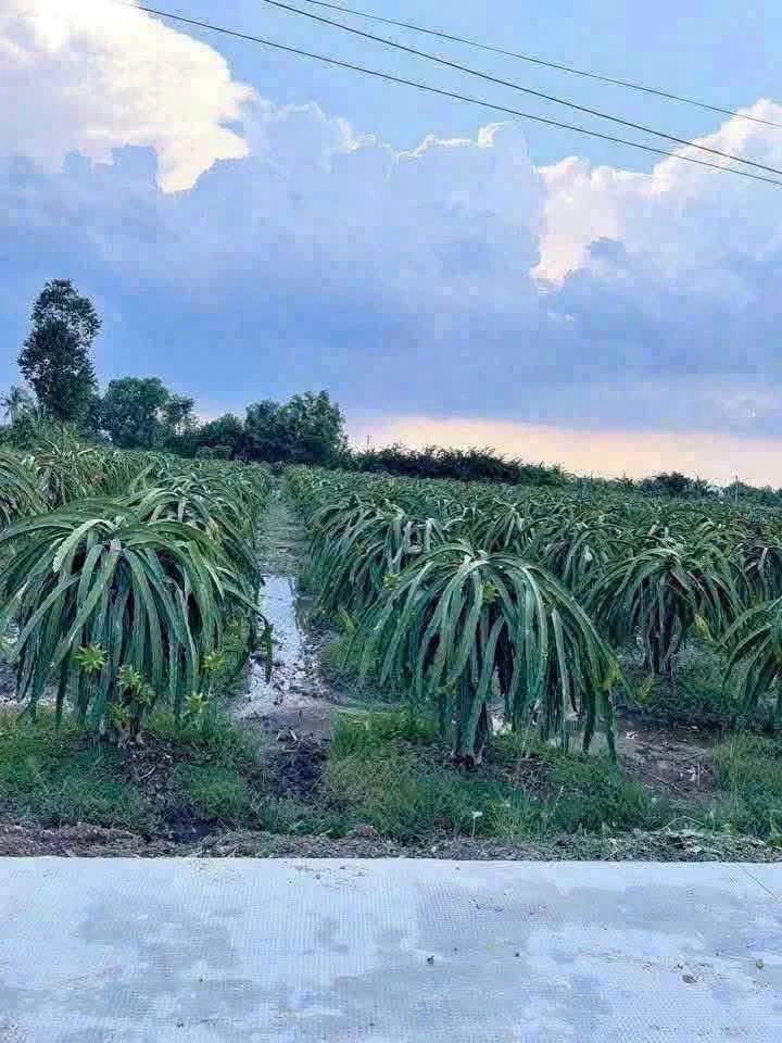 Bán đất nền 1000m2 Thuận Mỹ, Long An - Ảnh thu nhỏ 4