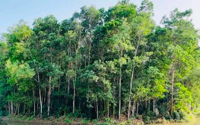 Bán vườn 3400m2 tại Trà Giang giá 750 triệu - Ảnh thu nhỏ 2
