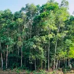 Bán vườn 3400m2 tại Trà Giang giá 750 triệu - Ảnh thu nhỏ 2