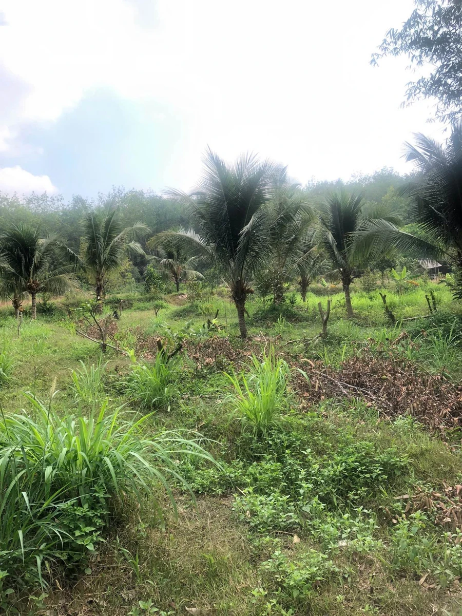 Bán 5ha đất nhà vườn Đồng Xoài, có suối, sinh thái - Ảnh thu nhỏ 2