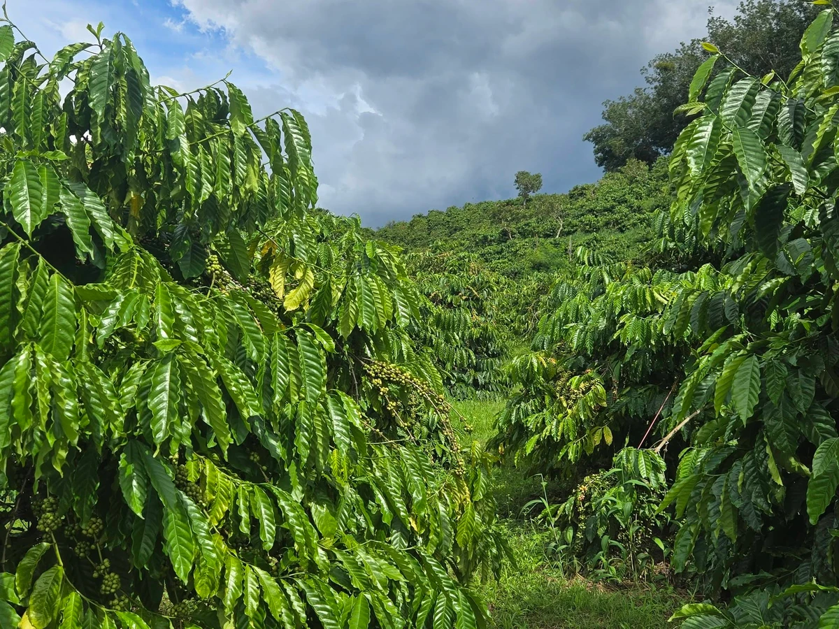 Bán đất 1,2 hectare Đắk Nông 1 tỷ 9 - Ảnh thu nhỏ 2
