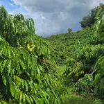 Bán đất 1,2 hectare Đắk Nông 1 tỷ 9 - Ảnh thu nhỏ 2