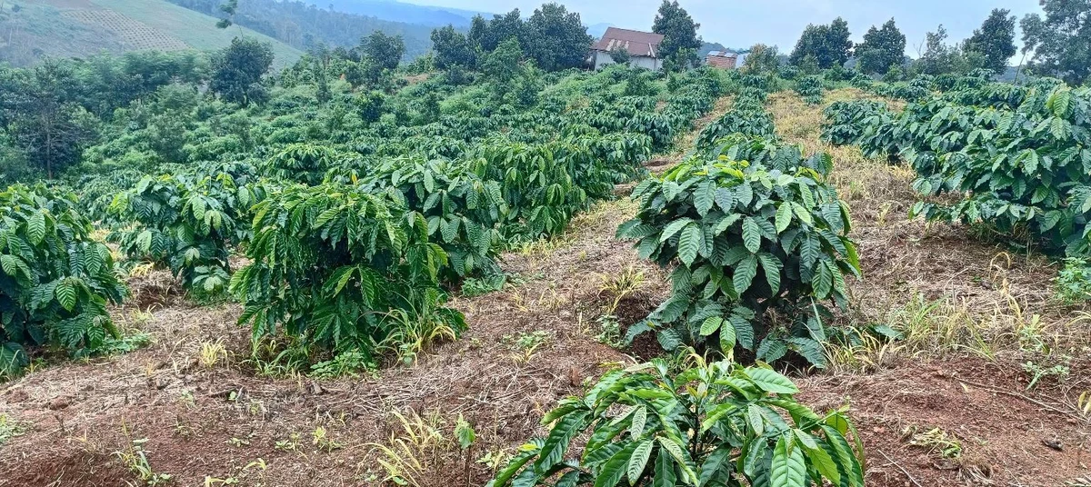 Bán đất 1ha5 tại Làng Mông, Đắk Nông giá 1 tỷ 5 - Ảnh 1