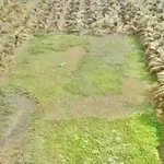 Bán đất vườn 2.112m² Tân An Long An giá 3 tỷ - Ảnh thu nhỏ 4