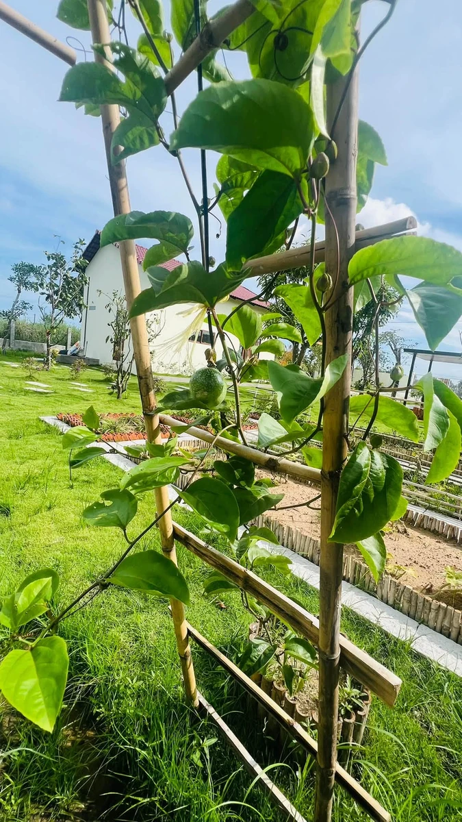 Bán vườn 1.600m² Hàm Chính, Bình Thuận 1 tỷ 790 - Ảnh thu nhỏ 3